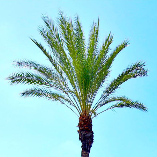 The top of a palm tree on a aqua blue sky background