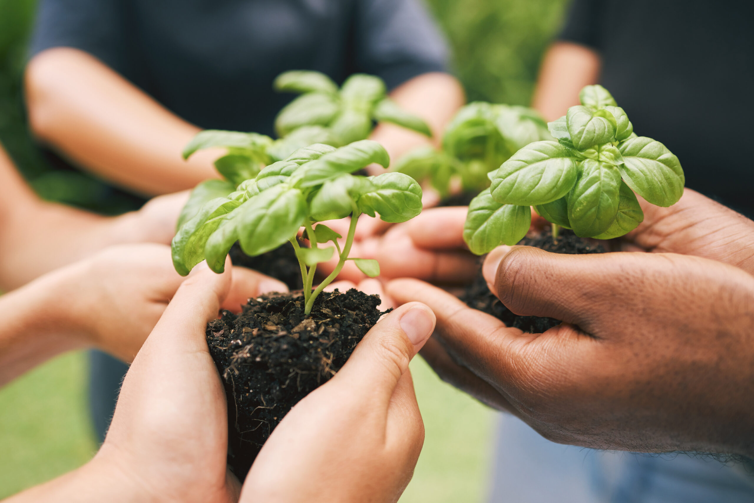 Team holding plants at a volunteer event